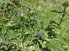 Gentiana cruciata cruciata