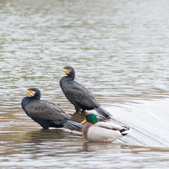 Phalacrocorax carbo