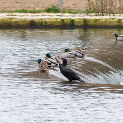 Phalacrocorax carbo