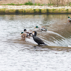 Phalacrocorax carbo