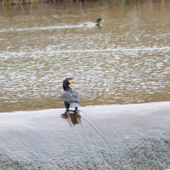 Phalacrocorax carbo