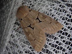 Orthosia carnipennis