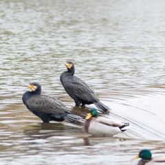 Phalacrocorax carbo