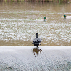 Phalacrocorax carbo