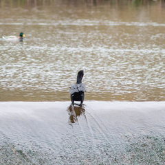 Phalacrocorax carbo