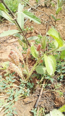 Acalypha glandulifolia
