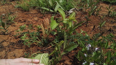 Acalypha glandulifolia