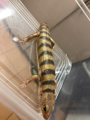 Eremiascincus richardsonii