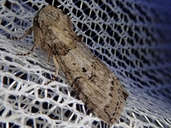 Neoploca arctipennis