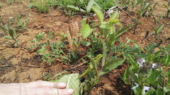 Acalypha glandulifolia