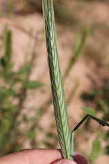 Triticeae