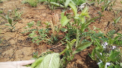 Acalypha glandulifolia