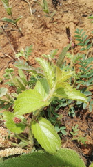 Acalypha glandulifolia