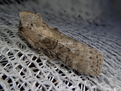 Neoploca arctipennis