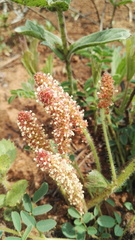 Acalypha glandulifolia