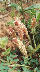 Acalypha glandulifolia