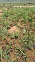 Wahlenbergia virgata