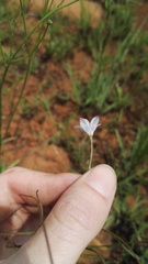 Wahlenbergia virgata
