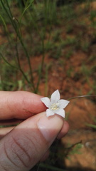 Wahlenbergia virgata