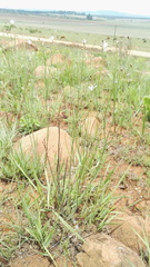 Wahlenbergia virgata