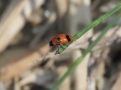 Coptocephala pallens