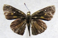 Callimormus saturnus