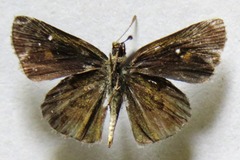 Callimormus saturnus