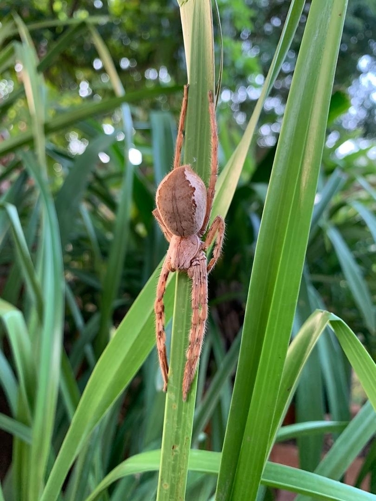 Palystes johnstoni
