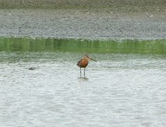 Limosa limosa