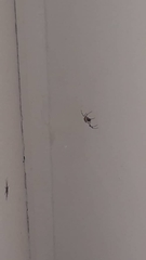 Nephilingis cruentata