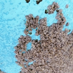 Austrominius modestus