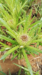 Berkheya insignis