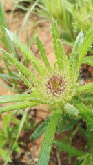 Berkheya insignis