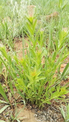 Acalypha glandulifolia