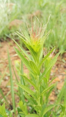 Acalypha glandulifolia