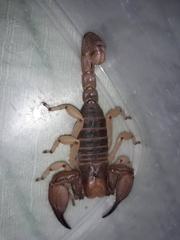 Opistophthalmus