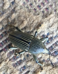 Cholus parallelogrammus