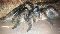 Ceratogyrus marshalli