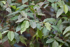 Landolphiinae