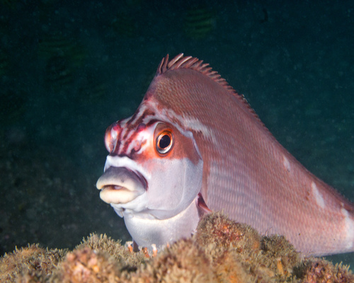 Red morwong (Cheilodactylus fuscus) — Cheilodactylidae — 5
