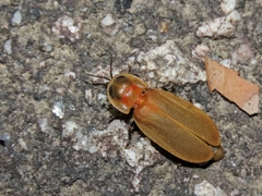 Diaphanes citrinus