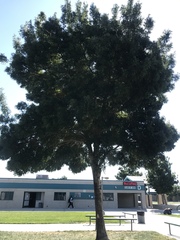 Quercus