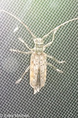 Monochamus notatus