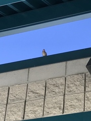 Passer domesticus