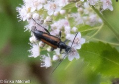 Strangalepta abbreviata