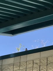 Passer domesticus
