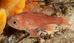 Vincentia novaehollandiae