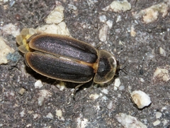 Lamprigera taimoshana