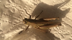 Eyprepocnemis plorans