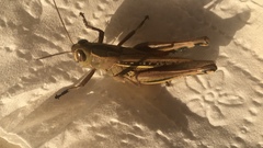 Eyprepocnemis plorans